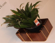 Planter for house plants made Vertical from Walnut (SOLD)