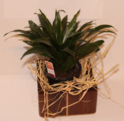 Planter for house plants made Vertical from Walnut (SOLD)