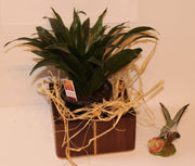 Planter for house plants made Vertical from Walnut (SOLD)