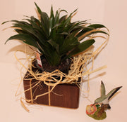 Planter for house plants made Vertical from Walnut (SOLD)
