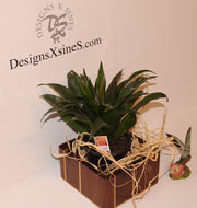 Planter for house plants made Vertical from Walnut (SOLD)