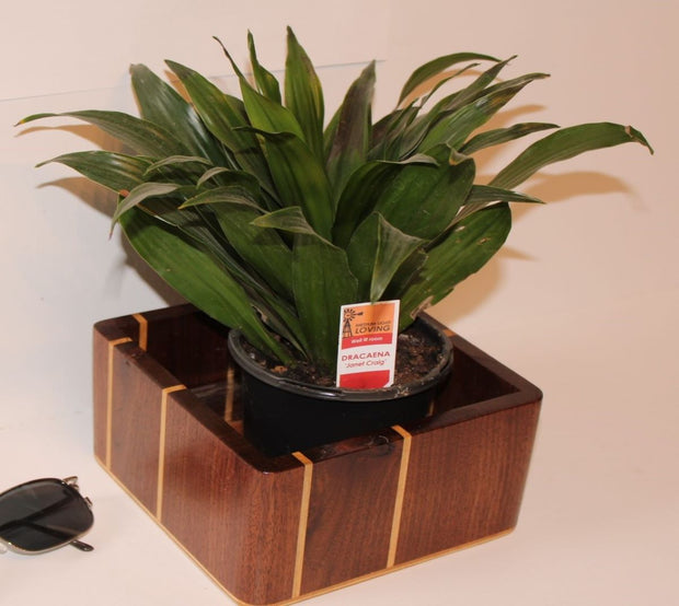 Planter for house plants made Vertical from Walnut (SOLD)